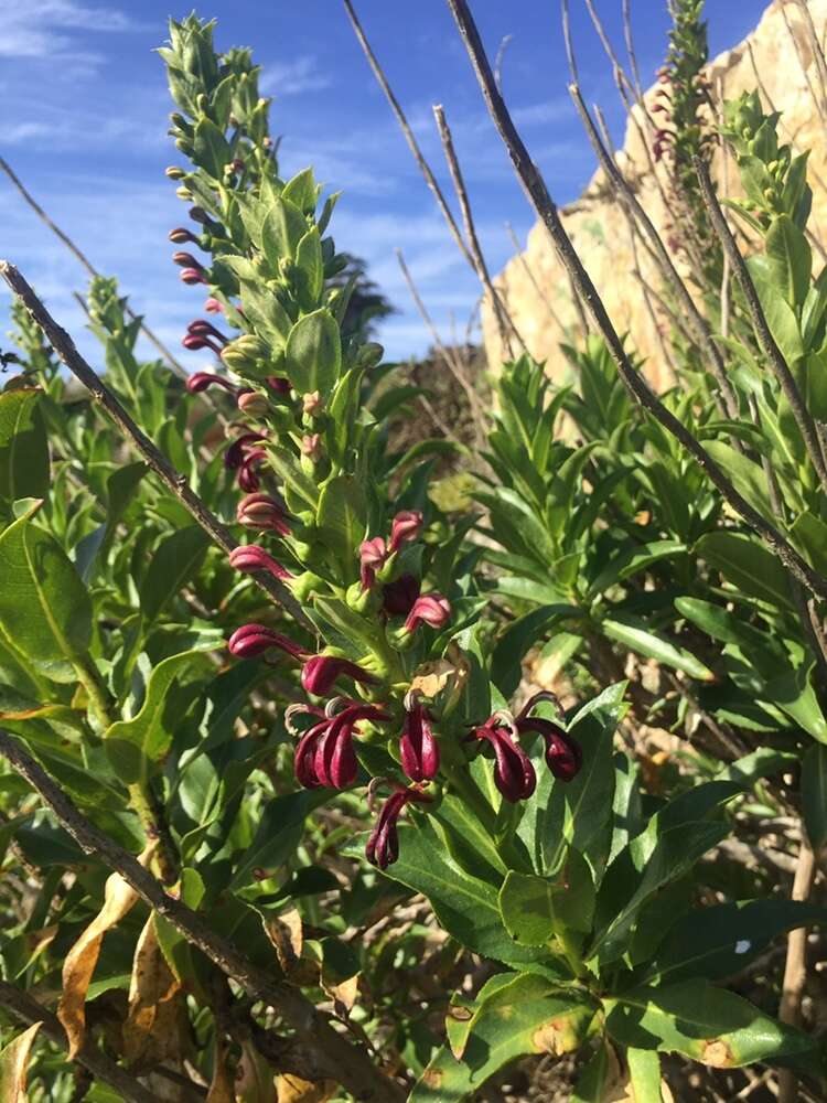 Image de Lobelia polyphylla Hook. & Arn.