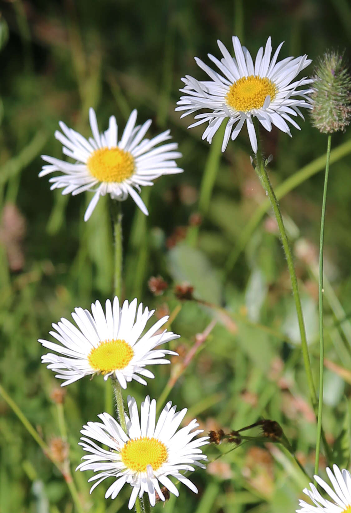 Image of large mountain fleabane