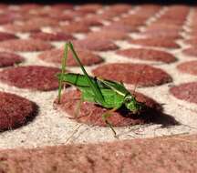 Image of Treetop Bush Katydid