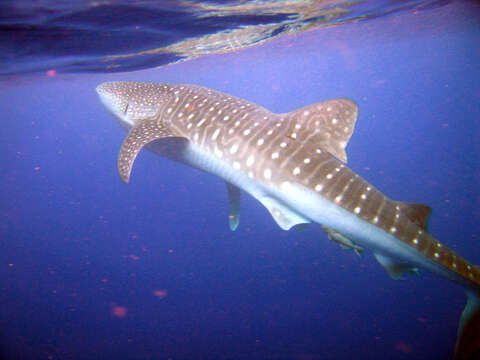 Image of Rhincodon