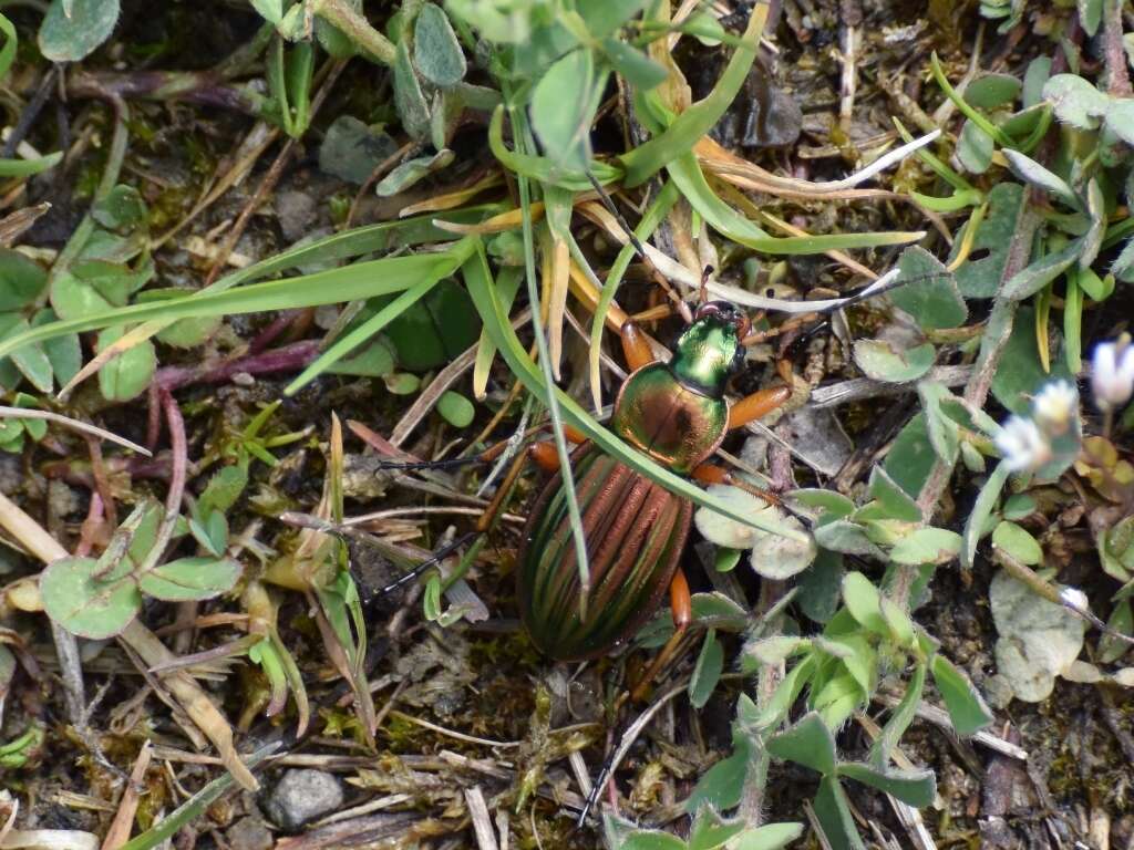 Imagem de Carabus (Tachypus) auratus Linnaeus 1760