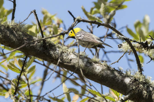 Image of Hermit Warbler