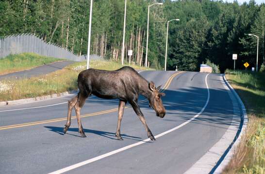 Image of North American Elk