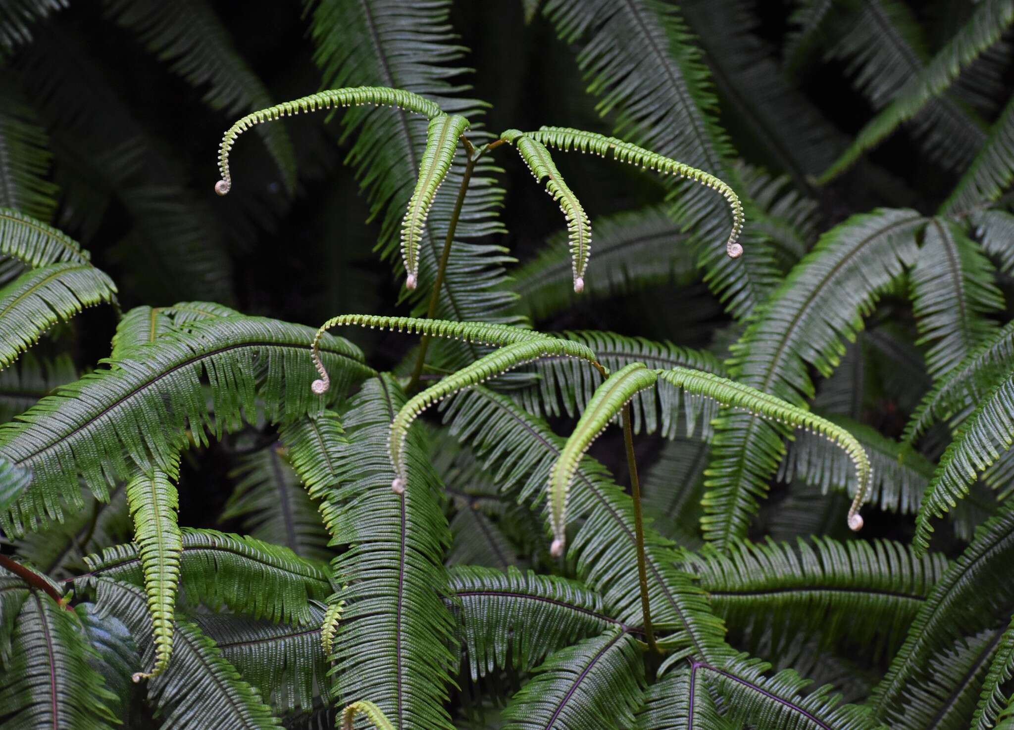 Image of Mexican Umbrella Fern