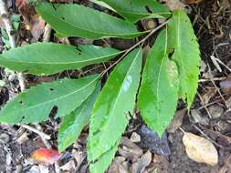 Castanea ozarkensis Ashe的圖片