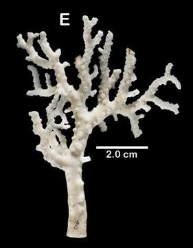 Image of Lace corals