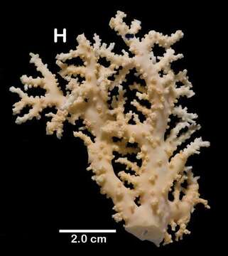 Image of Lace corals