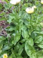 Слика од Erigeron howellii (A. Gray) A. Gray