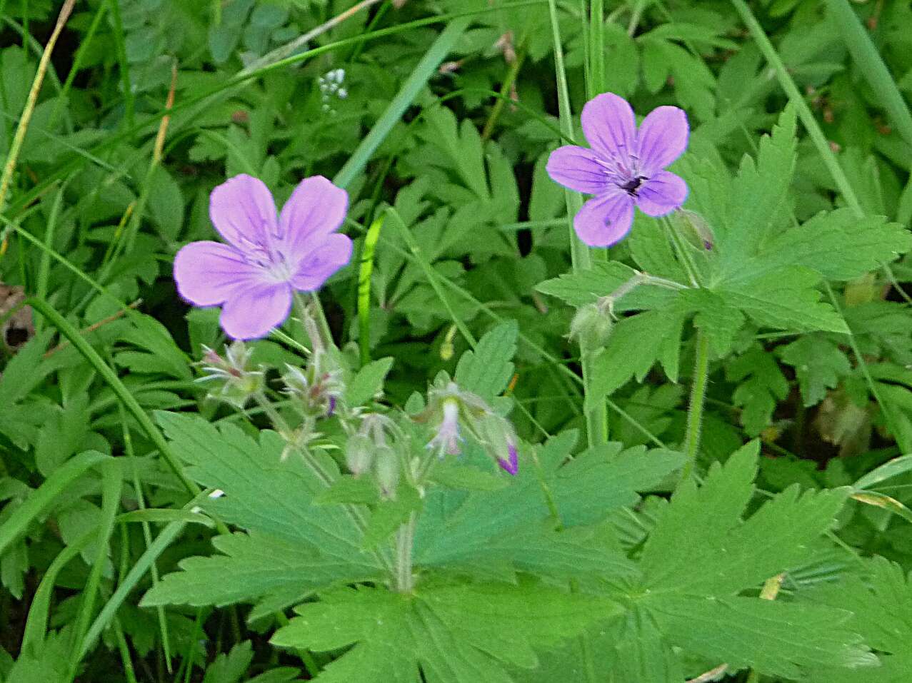 Image of Wood Crane's-bill