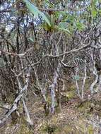 Image of Rhododendron barbatum Wall. ex G. Don