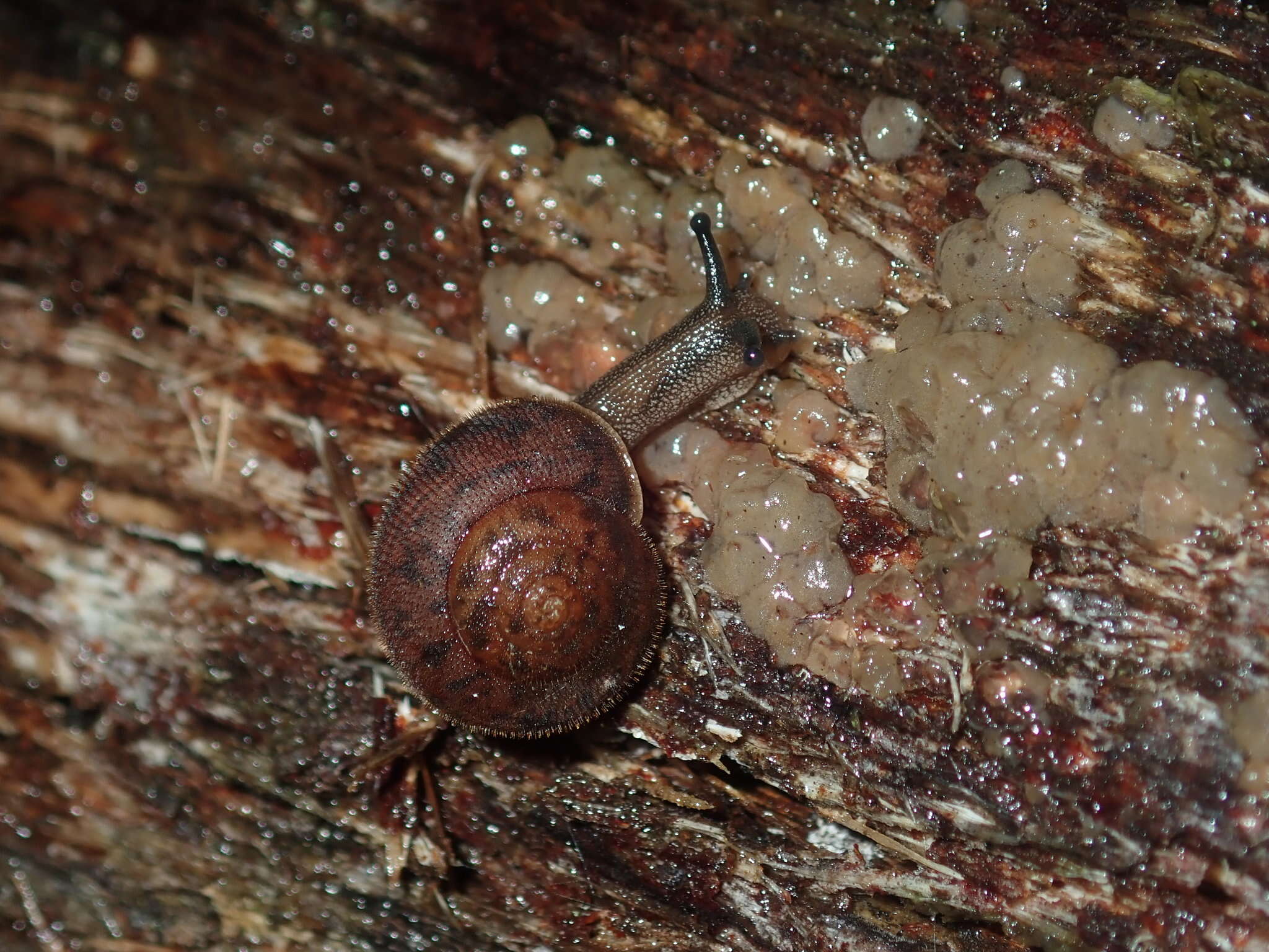 Image of Austrochloritis wollemiensis Shea & Griffiths 2010