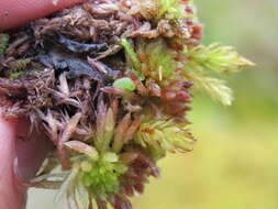 Image of blushing bog-moss