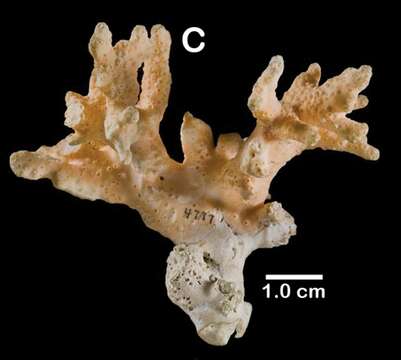 Image of Lace corals