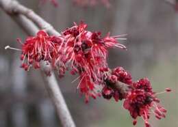 Image of Red Maple