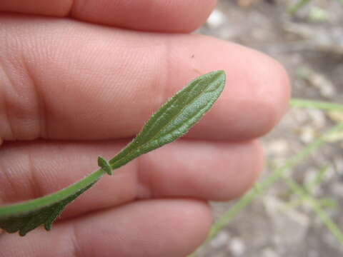 Image of hillside vervain