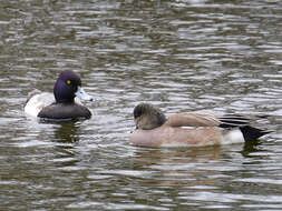 Image of Lesser Scaup