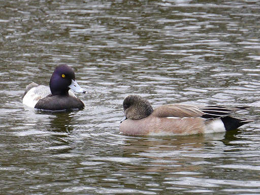 Image of Lesser Scaup