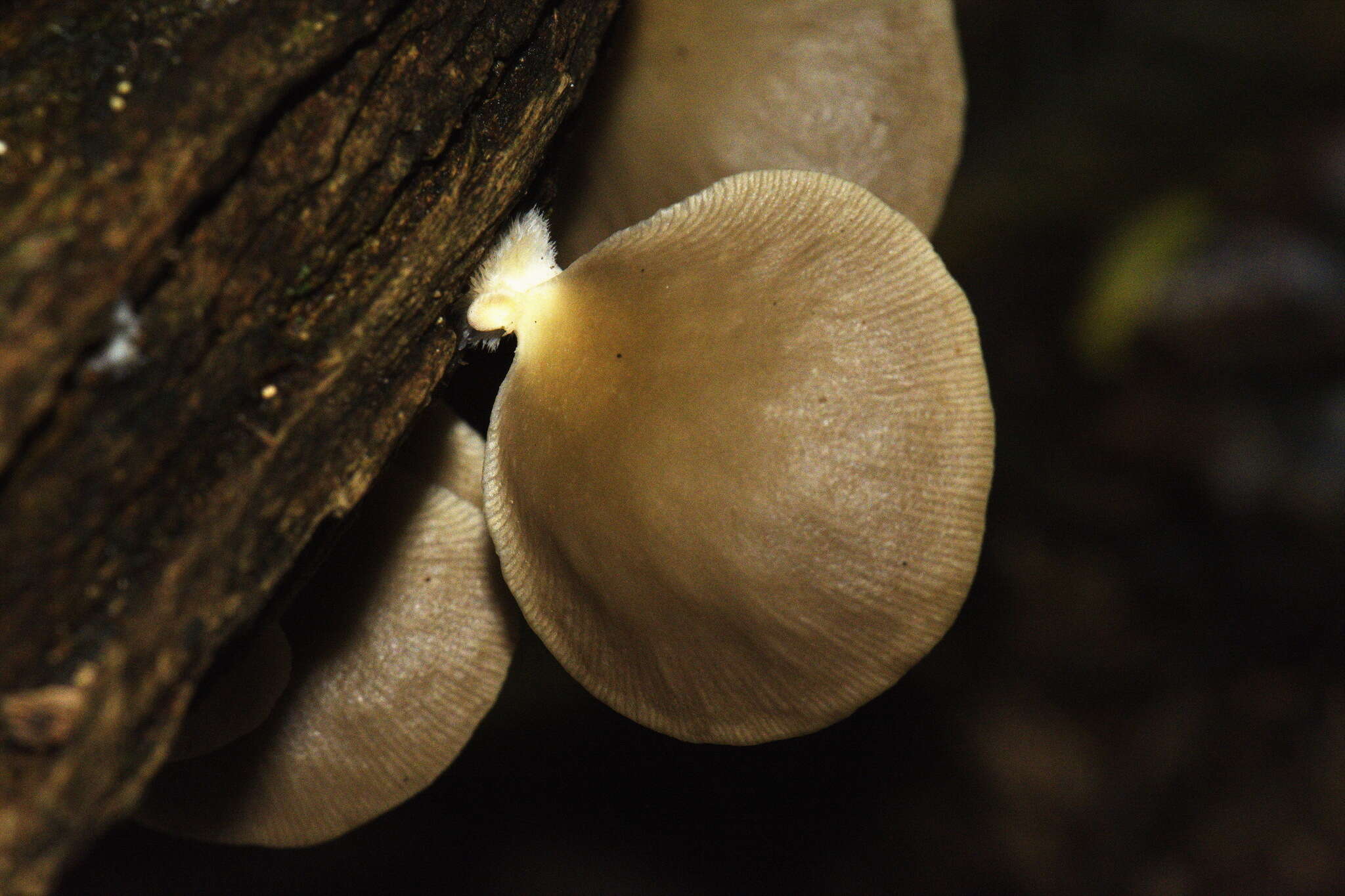 Image of Pleurotus purpureo-olivaceus (G. Stev.) Segedin, P. K. Buchanan & J. P. Wilkie 1995