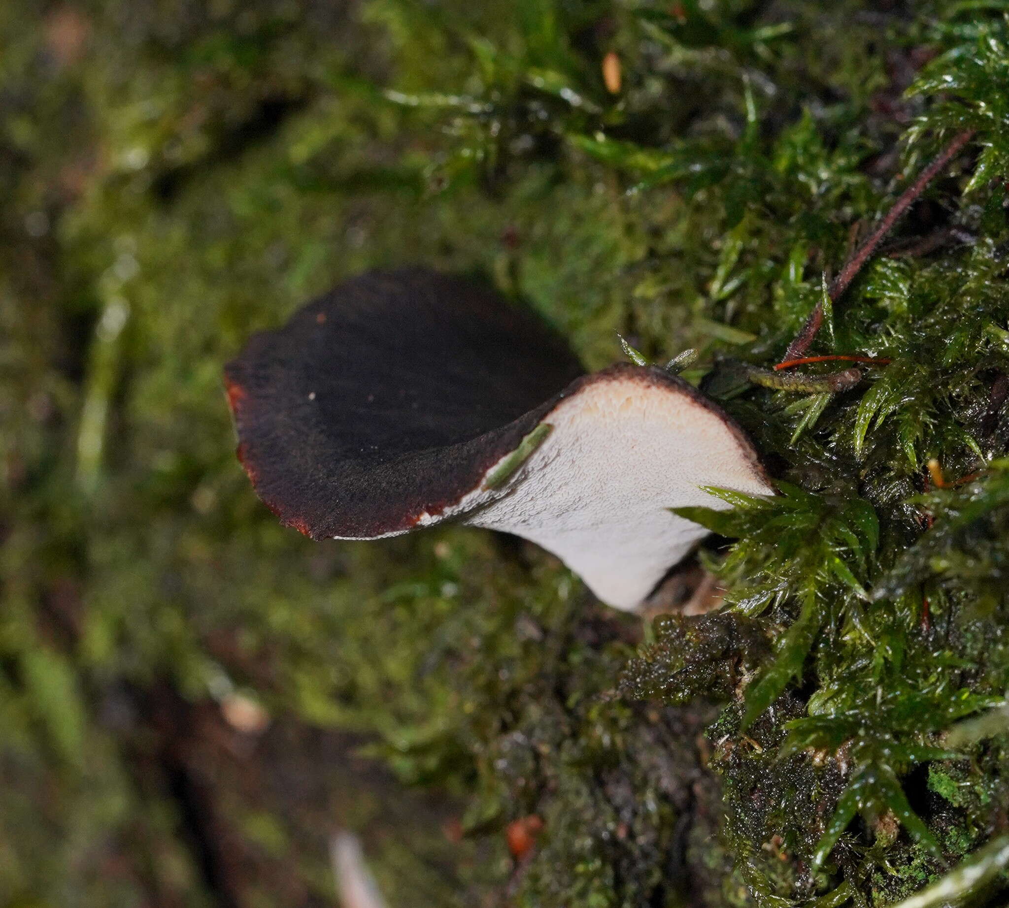 Image de Polyporus gayanus Lév. 1846