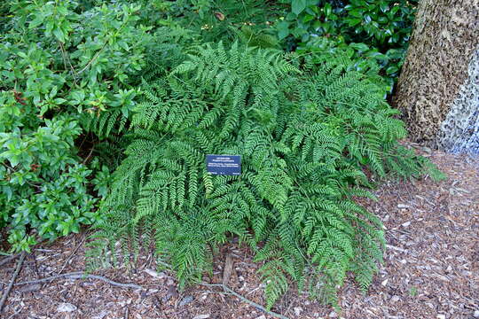 Image of Autumn fern