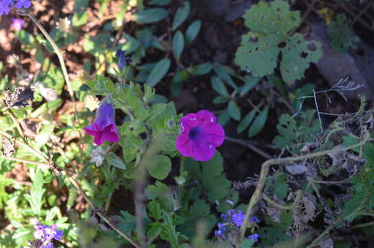 Image de Petunia integrifolia (Hook.) Schinz & Thellung