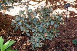 Plancia ëd Rhododendron adenogynum Diels