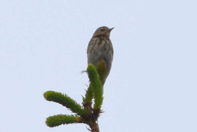 Image of Tree Pipit