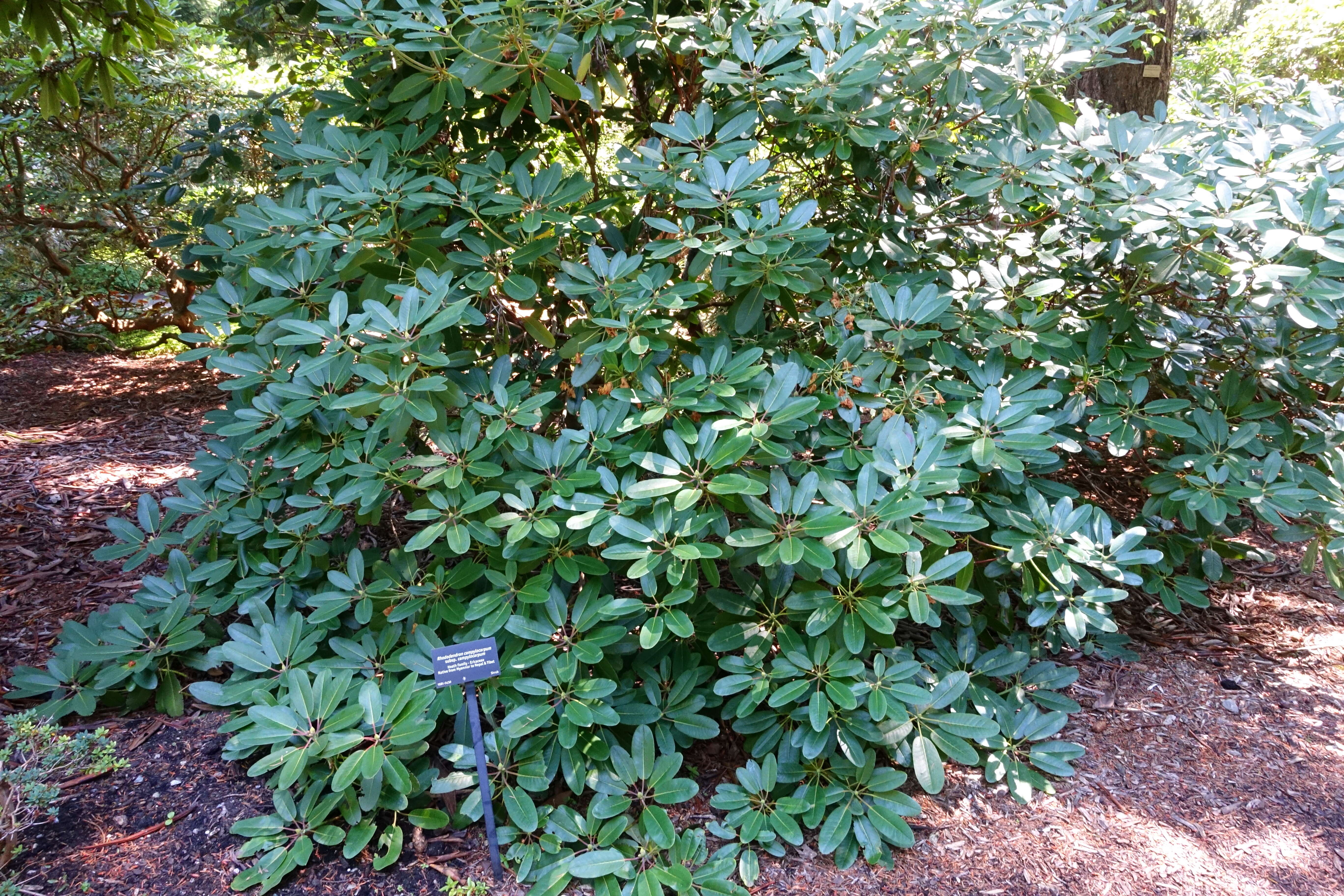 Imagem de Rhododendron campylocarpum Hook. fil.