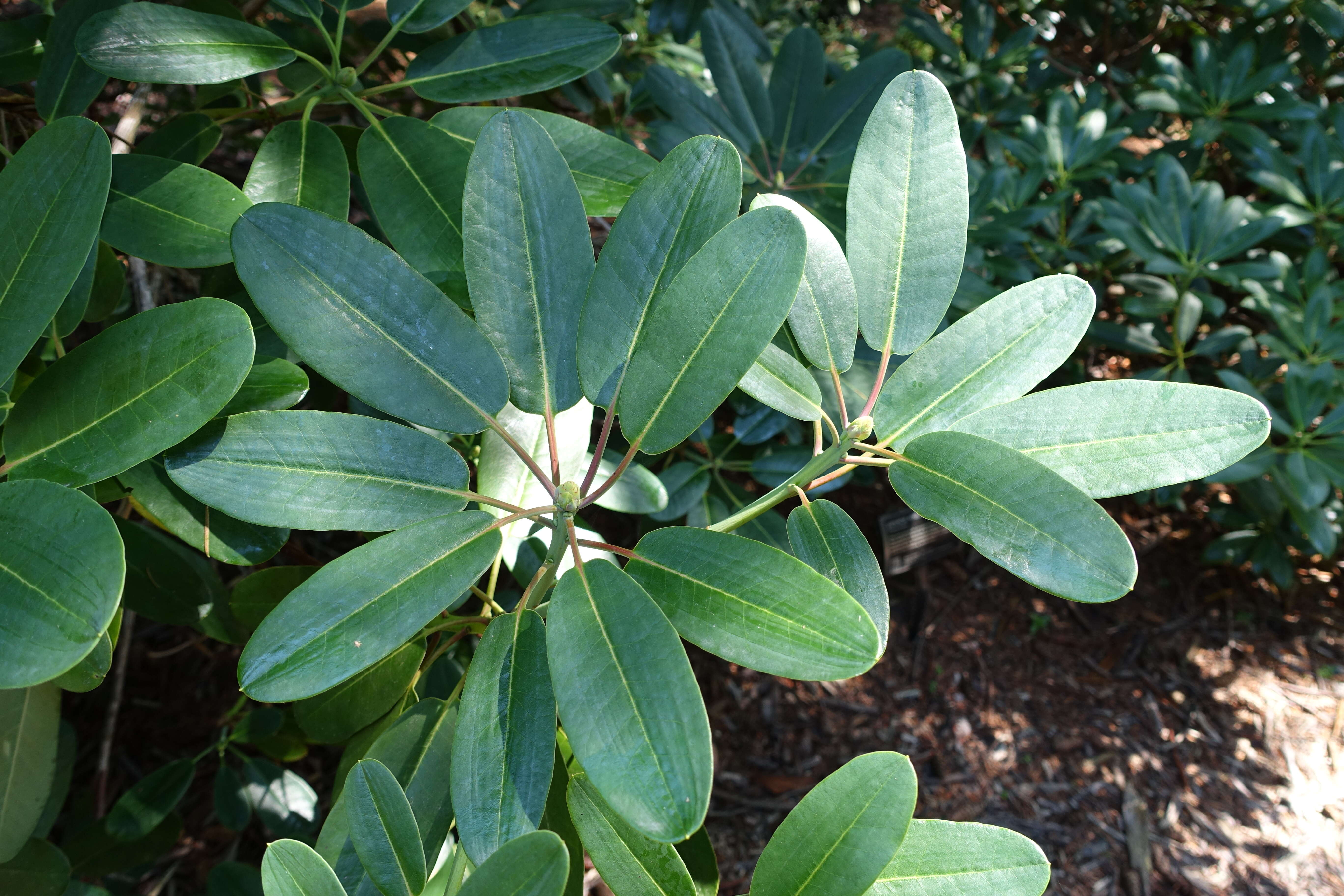 Imagem de Rhododendron campylocarpum Hook. fil.