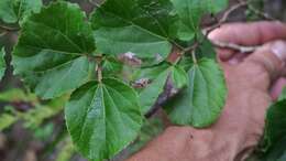 Image of Mulberry leaf