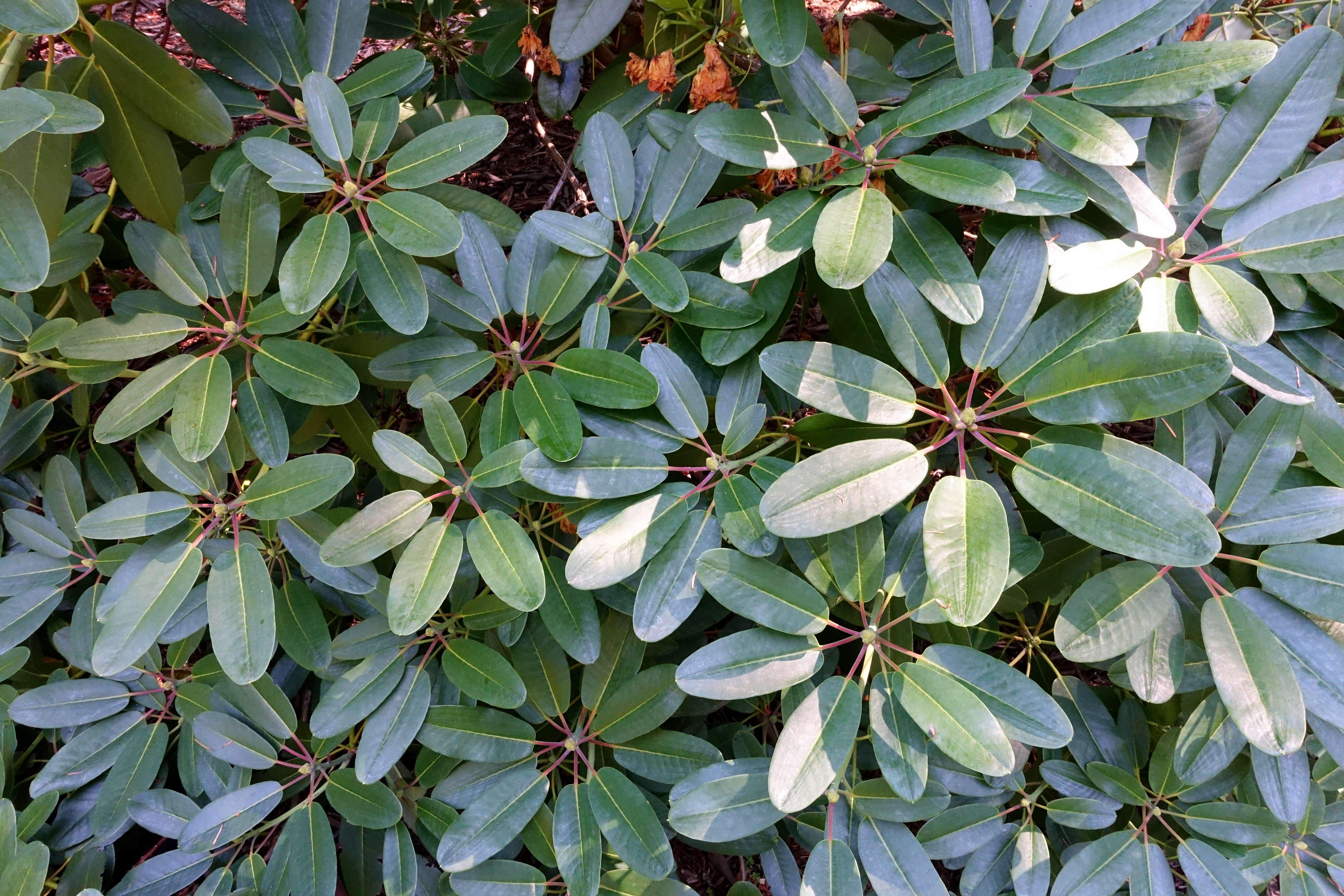 Imagem de Rhododendron campylocarpum Hook. fil.