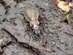 Image of Carabus (Platycarabus) irregularis Fabricius 1792