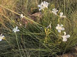 Image of Barleria pretoriensis C. B. Cl.