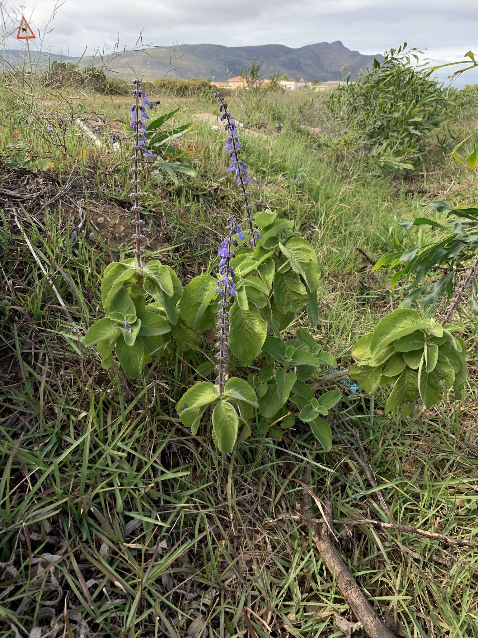 Imagem de Plectranthus barbatus Andrews