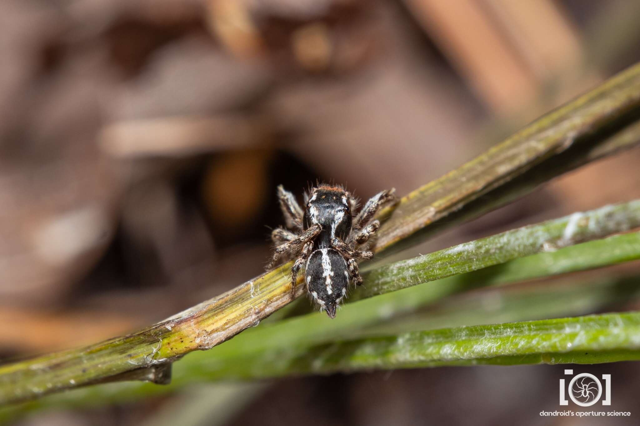 Image of Habronattus alachua Griswold 1987