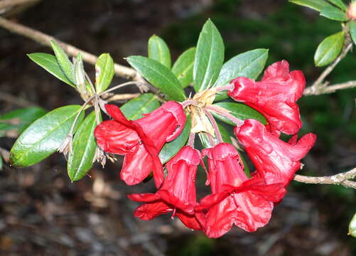 Image of Rhododendron sanguineum Franch.