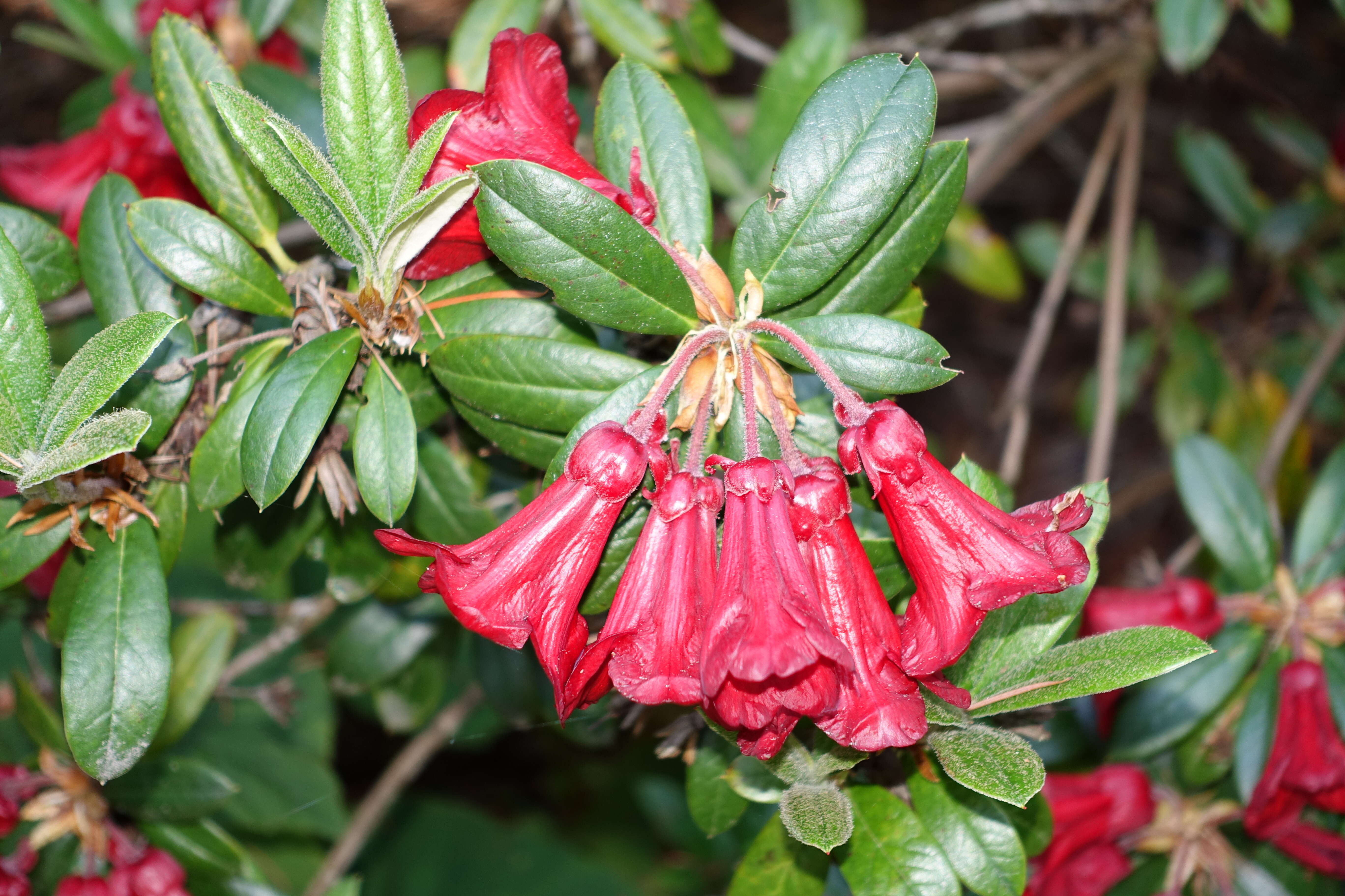 Imagem de Rhododendron sanguineum Franch.