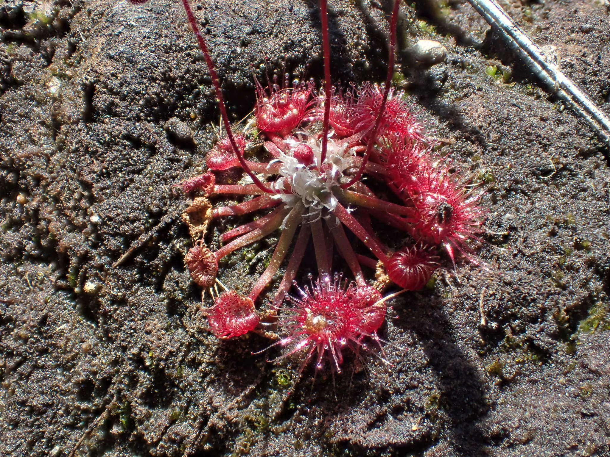 Image of Drosera pygmaea DC.