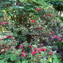 Rhododendron sanguineum Franch. resmi