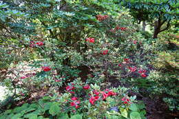 Rhododendron sanguineum Franch. resmi