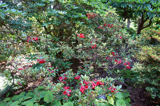 Imagem de Rhododendron sanguineum Franch.