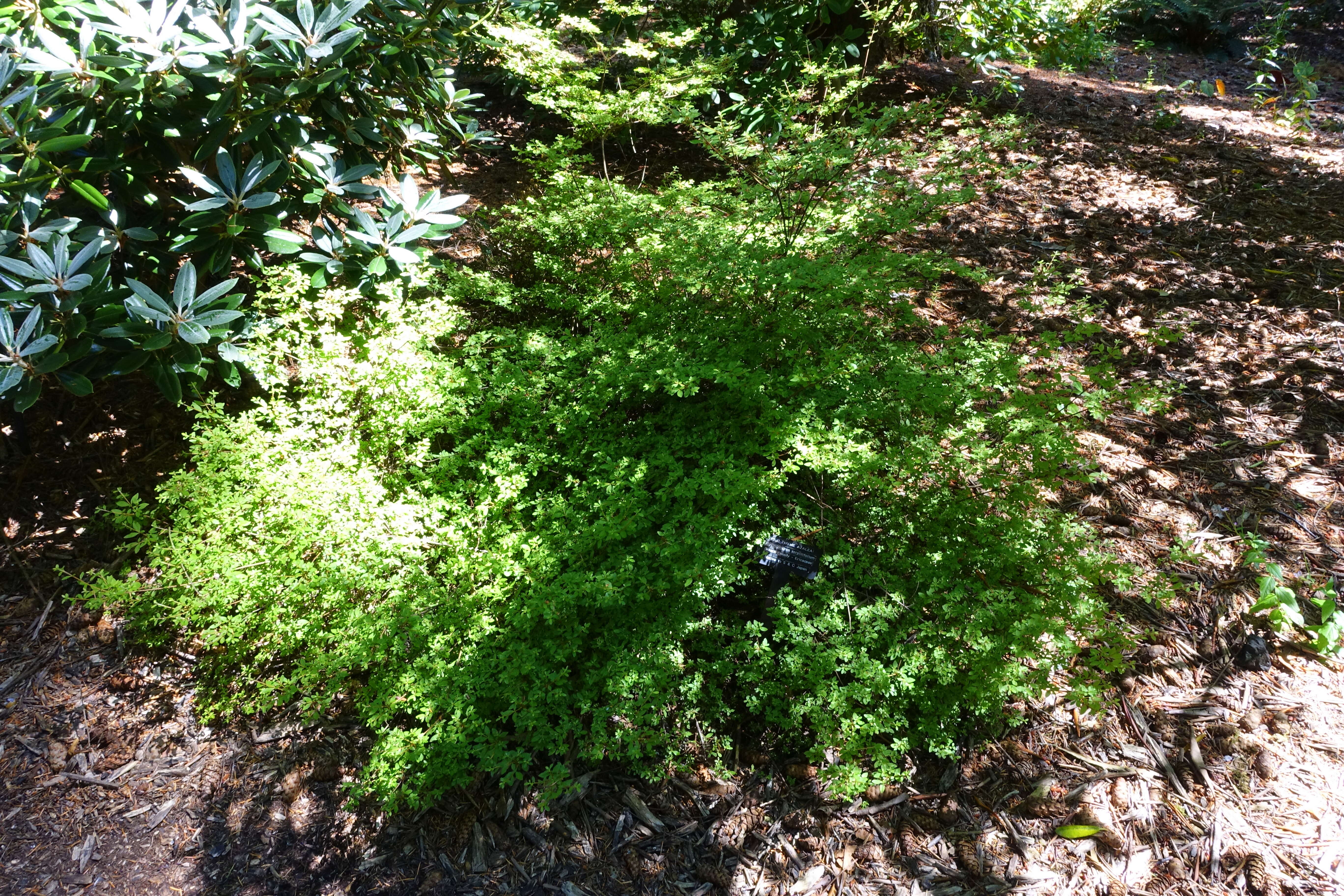 Plancia ëd Rhododendron serpyllifolium (A. Gray) Miq.