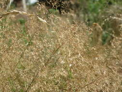 Image of Colonial bent(grass)