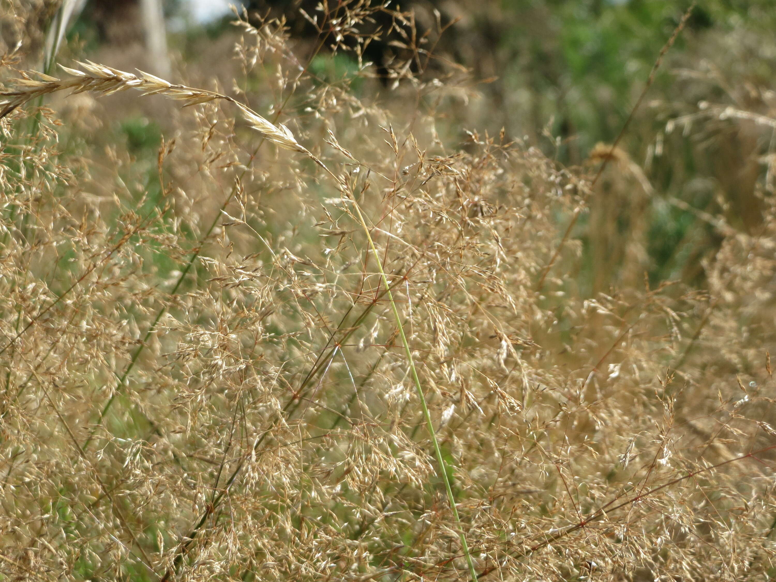 Image of Colonial bent(grass)