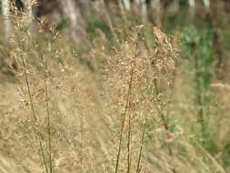 Image de Agrostis commun