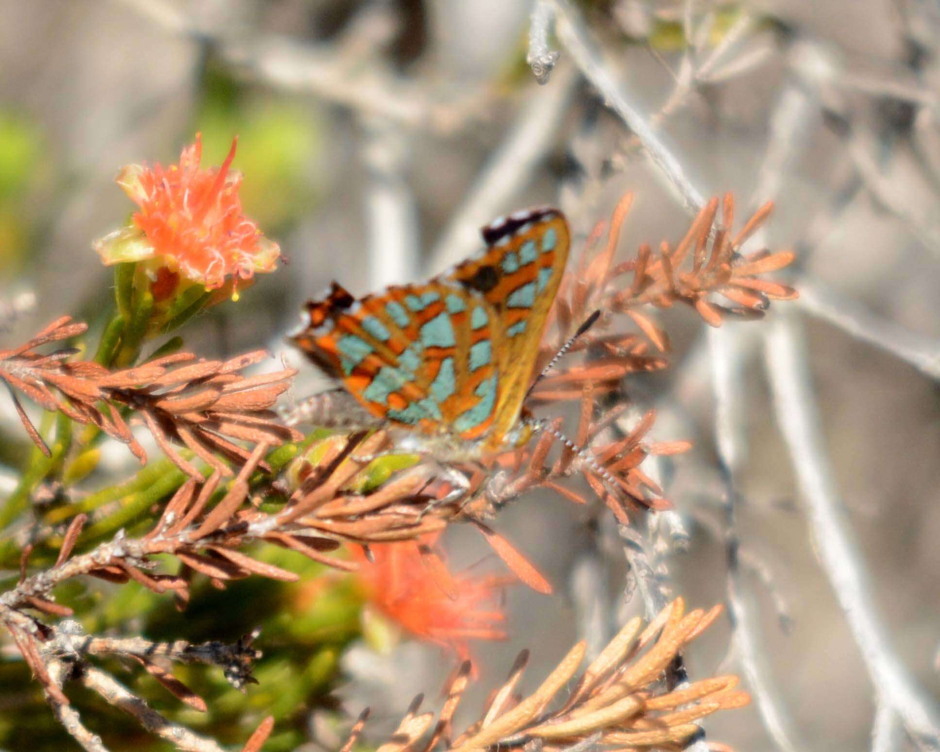 Imagem de Hypochrysops halyaetus Hewitson 1874