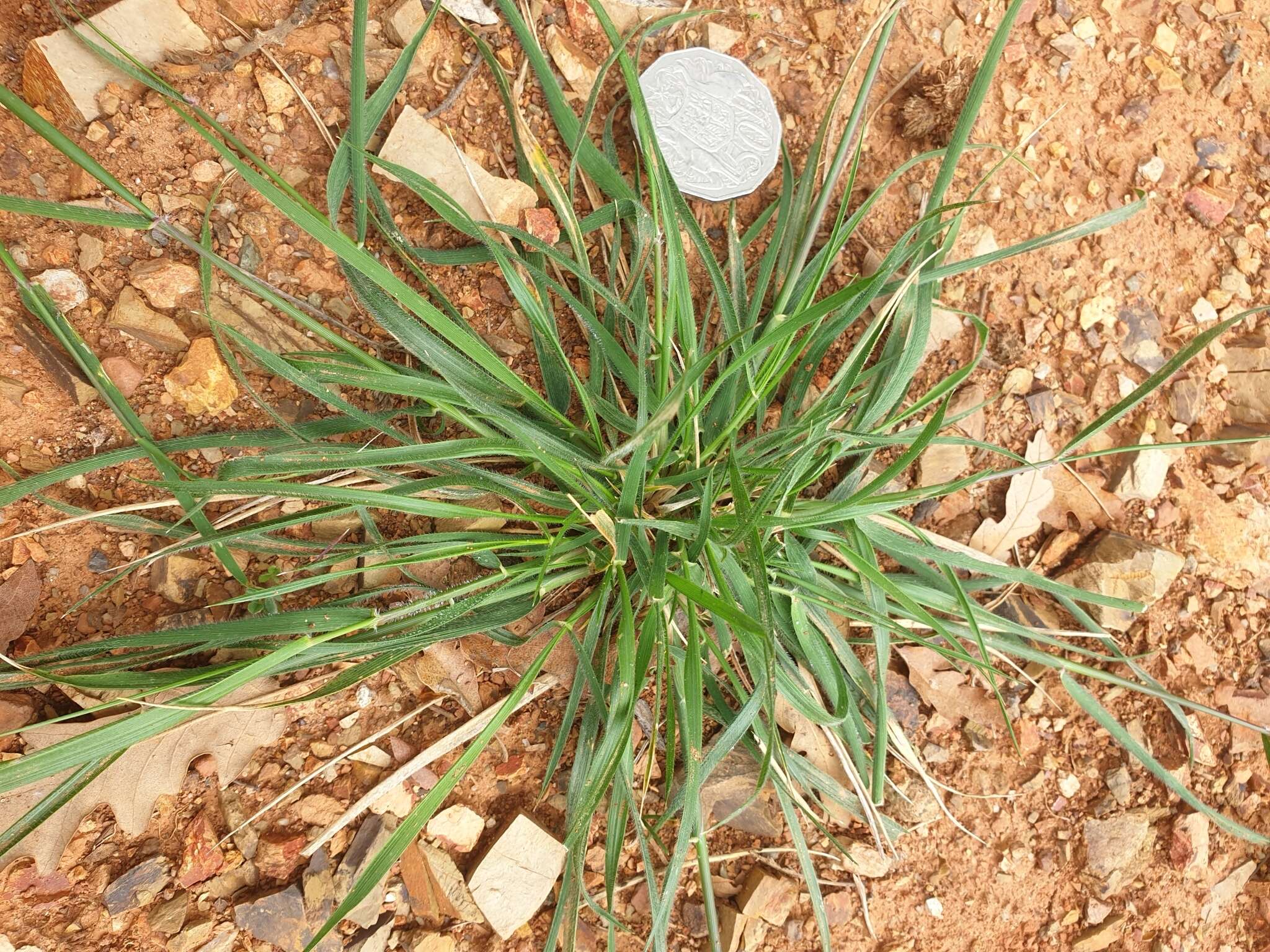 Image of Uruguayan needlegrass