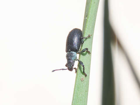 Image of Green Nettle Weevil