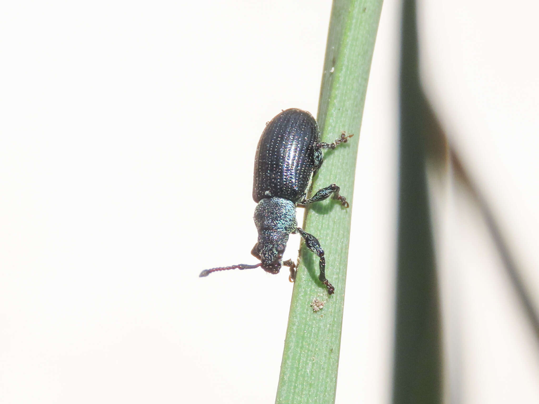 Plancia ëd Phyllobius (Parnemoicus) viridicollis (Fabricius 1792)