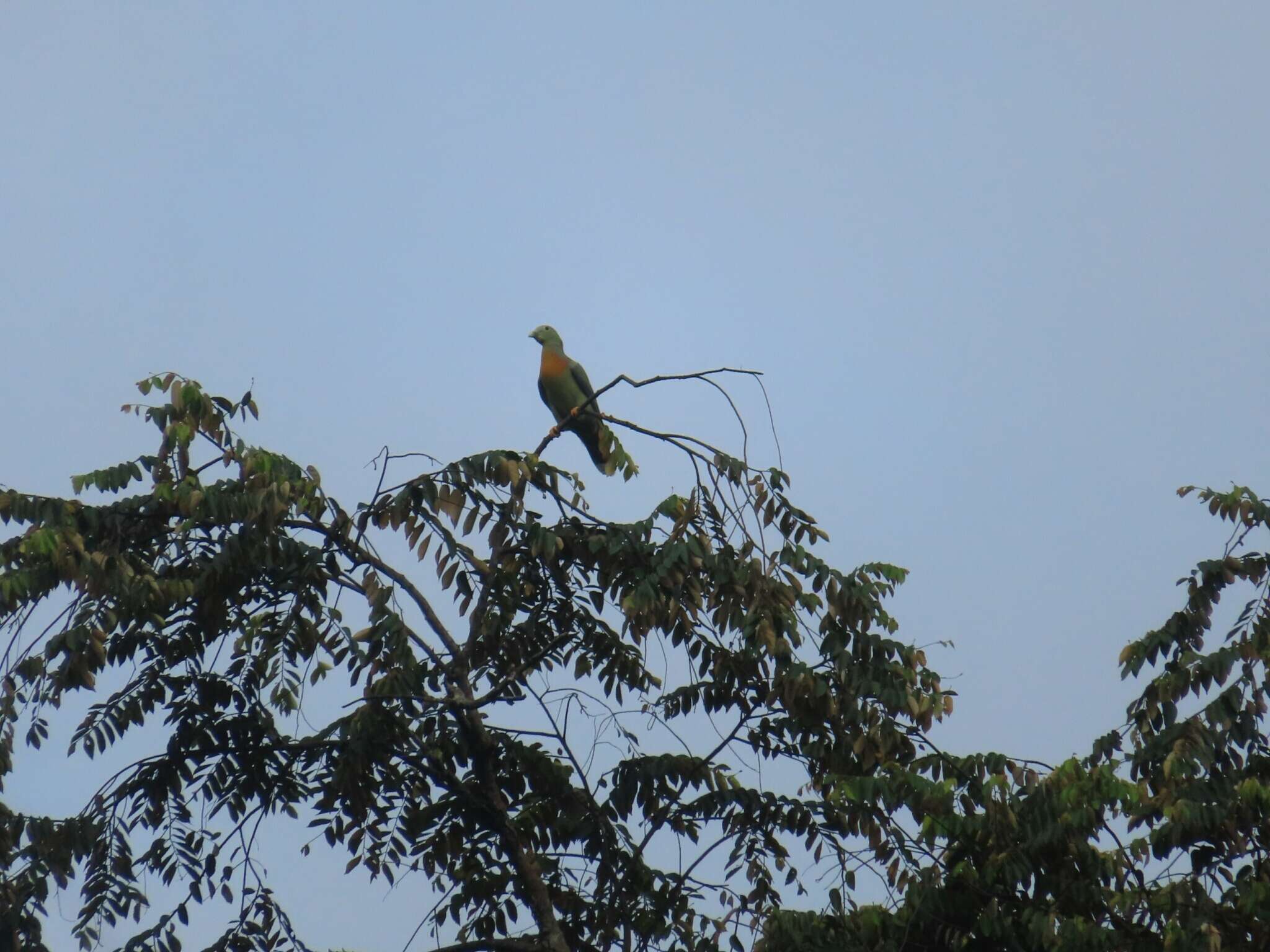 Image of Large Green Pigeon